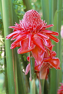 Torch ginger (Nicolaia elatior), a tropical plant