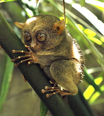 The Philippine tarsier (Tarsius syrichta), known locally as the Maumag, an endangered tarsier species endemic to the Philippines, Southeast Asia, Asia
