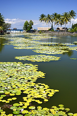 Lily pond, Candi Dasa, Bali, Indonesia, Southeast Asia, Asia 