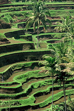 Terraced rice fields at Tegalalang, Bali, Indonesia, Southeast Asia, Asia 