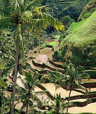 Terraced rice fields in Bali, Indonesia, Southeast Asia, Asia 