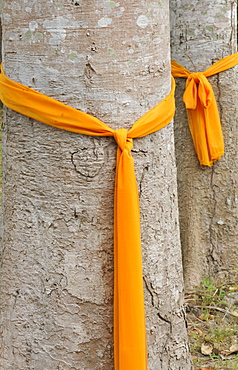 Trees that have been ordained as monks to protect them from being cut down, Ko Samui, Thailand, Southeast Asia, Asia