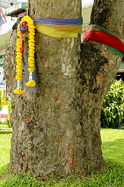 The first rubber tree planted in Thailand, now object of reverence for the prosperity the rubber brought to the province, Trang, Thailand, Southeast Asia, Asia