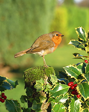 Robin (Erithacus rubecula) perching on post near holly