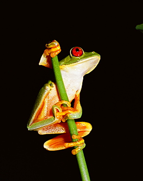 Red eyed tree frog (Agalythnis Callidryas), South America