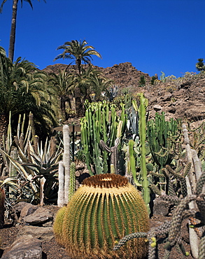 Cacti, Palmitos Ornithological Park, Maspalomas, Gran Canaria, Canary Islands, Spain, Europe