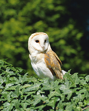 Portrait of a barn owl (Tyto alba)