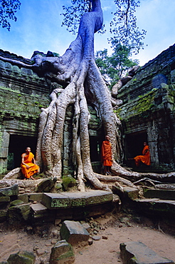 Monks in the Ta Prohm Temple, Angkor, UNESCO World Heritage Site, Siem Reap, Cambodia, Indochina,  Asia