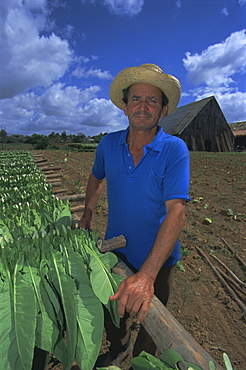 Harvesting tobacco, tying on poles prior to drying in kiln, Pinar del Rio Province, Cuba, West Indies, Central America