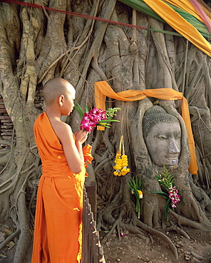 Novice monk with offering of flowers, and Buddha head in Wat Phra Mahathat, Ayuthaya (Ayutthaya) Historical Park, Ayuthaya (Ayutthaya), UNESCO World Heritage Site, central Thailand, Thailand, Southeast Asia, Asia