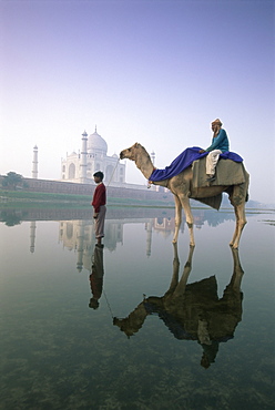 Camel in front of the Taj Mahal and Yamuna (Jumna) River, Taj Mahal, UNESCO World Heritage Site, Agra, Uttar Pradesh state, India, Asia