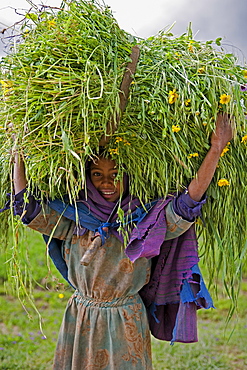 Portait of local girl carrying a large bundle of wheat and yellow Meskel flowers, Simien Mountains, The Ethiopian Highlands, Ethiopia, Africa