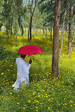 Ethiopian woman holding a red umbrella in a fertile green field of Eucalyptus trees and blooming yellow Meskel flowers, The Ethiopian Highlands, Ethiopia, Africa