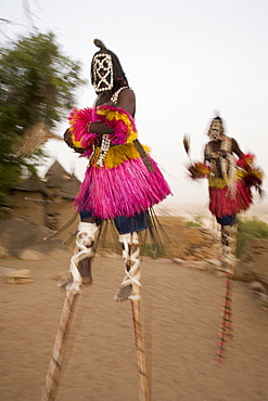 Masked ceremonial Dogon dancers on stilts near Sangha, Bandiagara escarpment, Dogon area, Mali, West Africa, Africa
