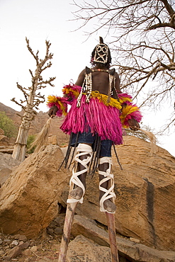 Masked ceremonial Dogon dancer on stilts near Sangha, Bandiagara escarpment, Dogon area, Mali, West Africa, Africa