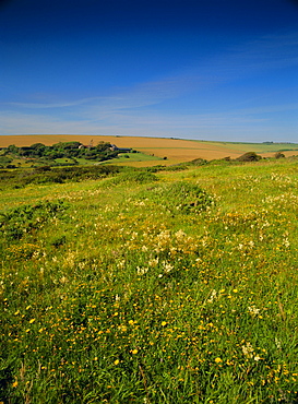 Wild flowers on the downland of the South Downs at East Dean, near Eastbourne, East Sussex, England, UK, Europe