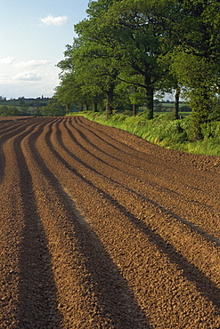 Furrows in a ploughed field near Coleshill in Warwickshire, England, United Kingdom, Europe