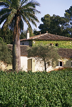 Vineyards, Clos Mireille, Cotes du Provence, Var, Provence, France, Europe