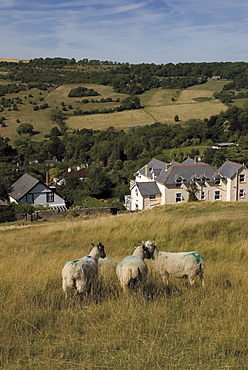 Sheep, Woodmancote village viewed from Cleeve Hill, The Cotswolds, Gloucestershire, England, United Kingdom, Europe