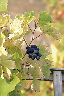 Grapes on vine, Stanway village, The Cotswolds, Gloucestershire, England, United Kingdom, Europe