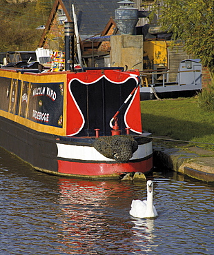 Swan and narrowboat near the British Waterways Board workshops, Worcester and Birmingham canal, Tardebigge, Worcestershire, England, United Kingdom, Europe