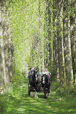 Horse and carriage carrying tourists from the childrens farm down an avenue of poplar trees in the grounds of Umberslade Hall, Tanworth in Arden, Warwickshire, England, United Kingdom, Europe