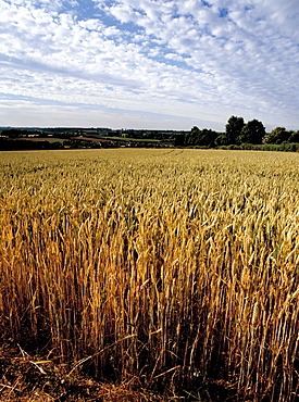 Cornfield, Weald of Kent, England, United Kingdom, Europe