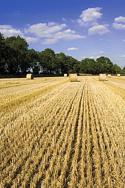 Harvesting near Chipping Campden, Cotswold Way footpath, Gloucestershire, Cotswolds, England, United Kingdom, Europe