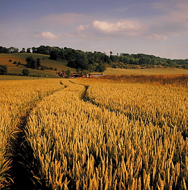 Field of wheat in the Chilterns, Buckinghamshire, England, United Kingdom, Europe