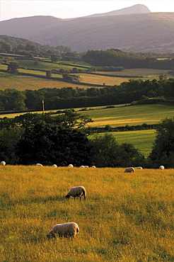 Brecon Beacons National Park, Powys, Wales, United Kingdom, Europe