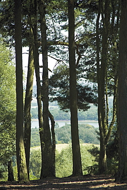 Lickey Hills, near Birmingham, West Midlands, England, United Kingdom, Europe