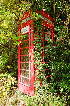 Overgrown telephone box, England, United Kingdom, Europe