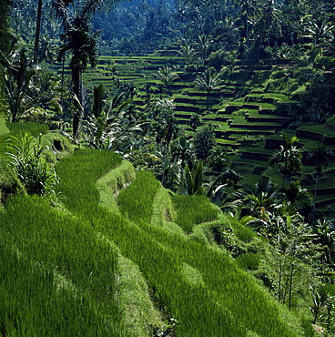 Terraced rice fields near Gagah, Bali, Indonesia, Southeast Asia, Asia