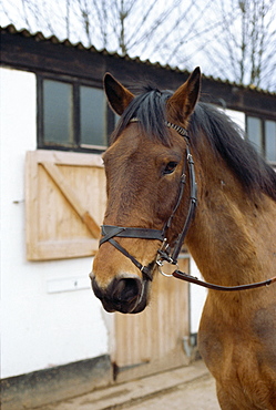 Flash noseband on horse, England, United Kingdom, Europe