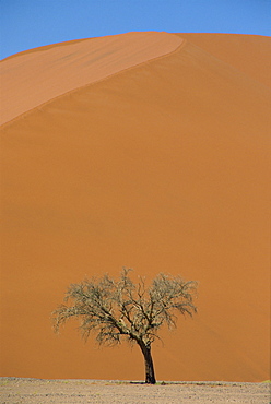 Lone acacia tree against huge sand dune, Sossusvlei Desert, Namibia, Africa