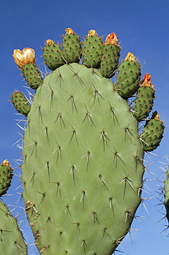 Close-up of a prickly pear (Opuntia) cactus in flower, Sardinia, Italy, Europe