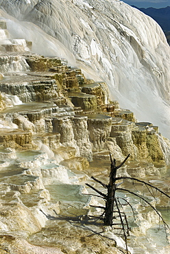 Travertine calcite deposits on the Canary Spring terraces, Mammoth Hot Springs and Terraces, Yellowstone National Park, UNESCO World Heritage Site, Wyoming, United States of America, North America