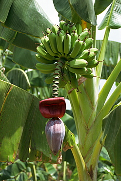 Close-up of flower and partly harvested hands of bananas on a banana plant at Guantanamo, Cuba, West Indies, Central America