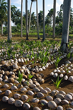 Sprouting coconuts and coconut palms on a plantation at Baracoa, Oriente, Cuba, West Indies, Central America