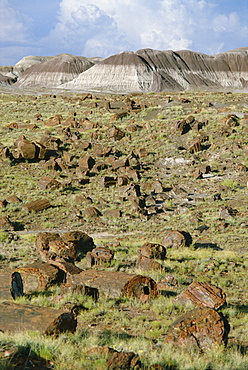 Fossil logs 200 million years old scattered over desert floor in National Park, Petrified Forest National Park, Arizona, United States of America (U.S.A.), North America