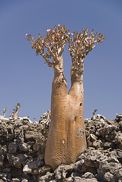 Bottle-tree (desert rose) (adenium obesum) endemic to island, Diksam Plateau, central Socotra Island, Yemen, Middle East