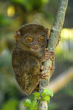 Tarsier fraterculus, the smallest living primate, 130mm (5 ins) tall, Tarsier Sanctuary, Sikatuna, Bohol, Philippines, Southeast Asia, Asia