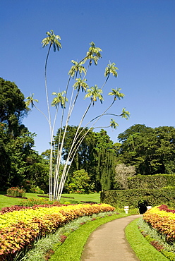 Peradeniya Botanic Gardens, Kandy, Hill Country, Sri Lanka, Asia