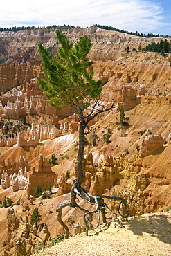 A pine tree's roots exposed as top soil is washed away by storms, Bryce Canyon, Utah, United States of America, North America