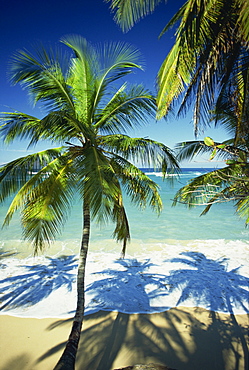 Palm trees on tropical beach, Dominican Republic, West Indies, Caribbean, Central America