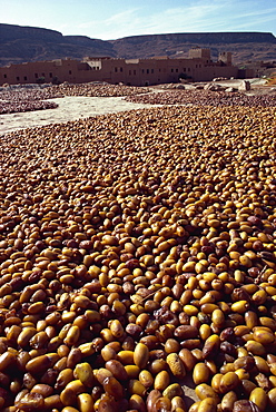 Dates drying near Rissani, Morocco, North Africa, Africa