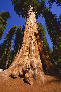 Ben Sherman Tree, Sequoia Park, California, United States of America, North America