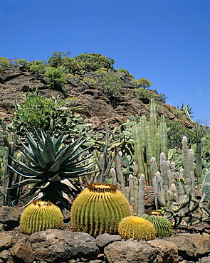 Cacti, Palmitos Park, Gran Canaria, Canary Islands, Spain, Europe