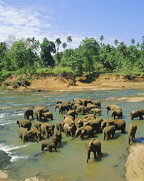 Elephants in the river, Pinnewala, Sri Lanka