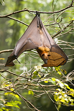 Fruit Bat (Flying Fox) (Chiroptera, Pteropodidae)